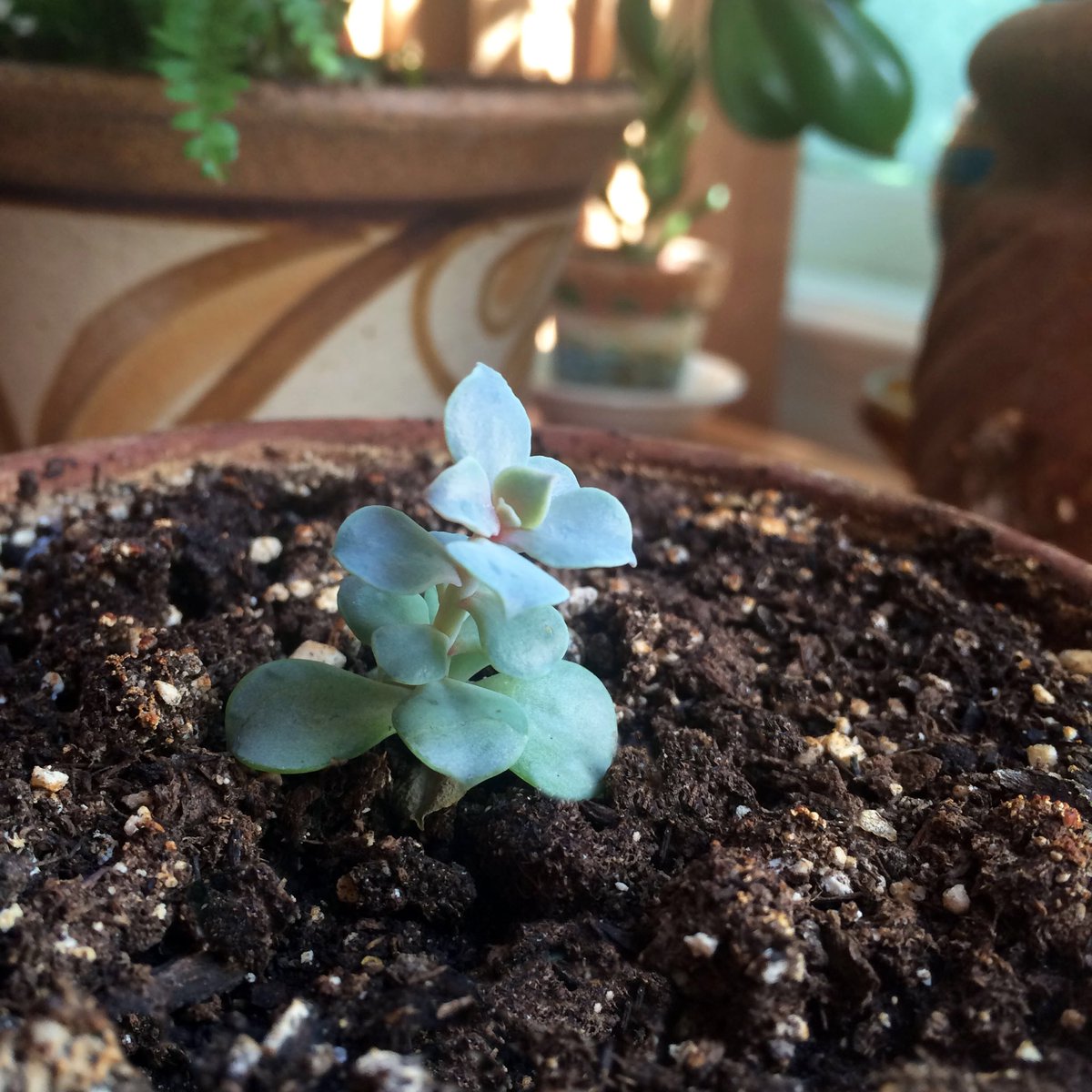 BellantiJewelry's tweet photo. A new succulent. Welcome. #friendssharing https://t.co/vqDENASiQX
