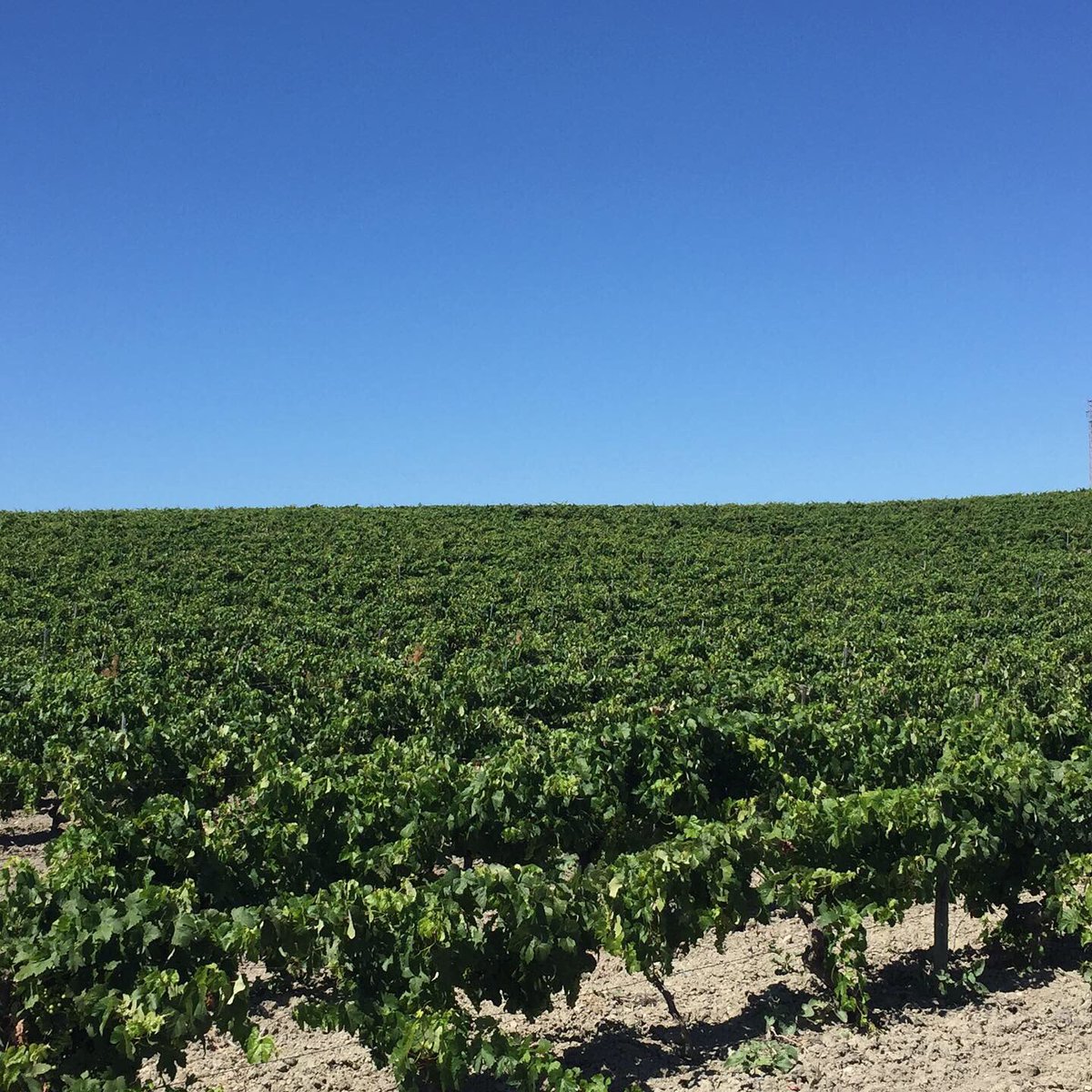SherryRoutes's tweet photo. ๐ป Hola Verano ! โ๏ธ Siempre es un placer disfrutar de una ruta por la campiรฑa y poder deleitarnos con estas vistas ๐
#sherry #verano #girasol #sunflower #turismocadiz #turismojerez #marcodejerez #sherrytriangle #sherryroutes https://t.co/b4XNEVuGMx
