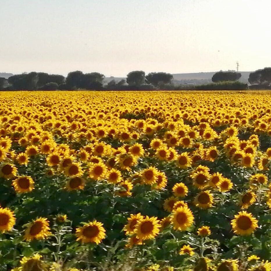 SherryRoutes's tweet photo. ๐ป Hola Verano ! โ๏ธ Siempre es un placer disfrutar de una ruta por la campiรฑa y poder deleitarnos con estas vistas ๐
#sherry #verano #girasol #sunflower #turismocadiz #turismojerez #marcodejerez #sherrytriangle #sherryroutes https://t.co/b4XNEVuGMx