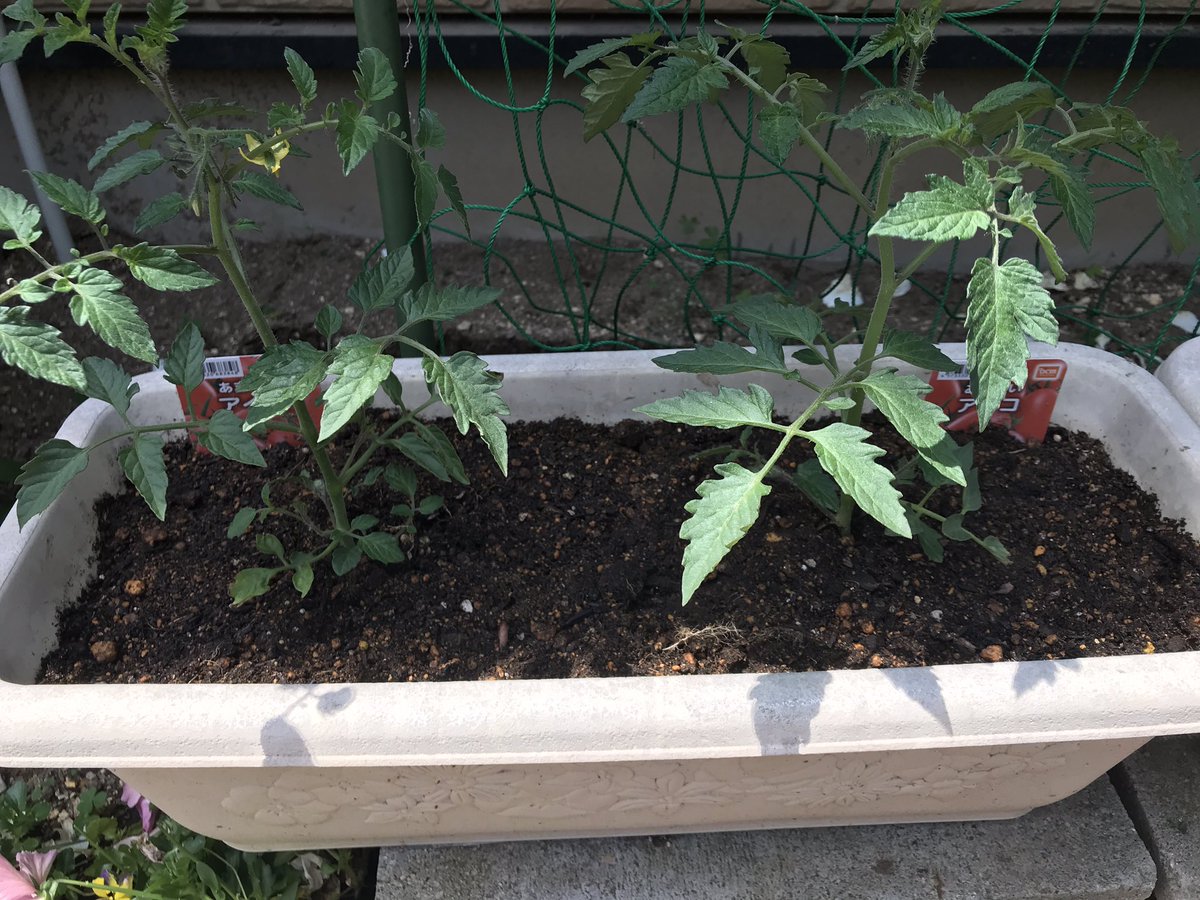 くまのみん ミニトマトのアイコの葉っぱが大分元気がなくなってたのですが思い切ってバッサリ切ったら新しい葉っぱが元気になってきました 緑が濃く 白いてんてんとかもなくなったようです ミニトマト アイコ