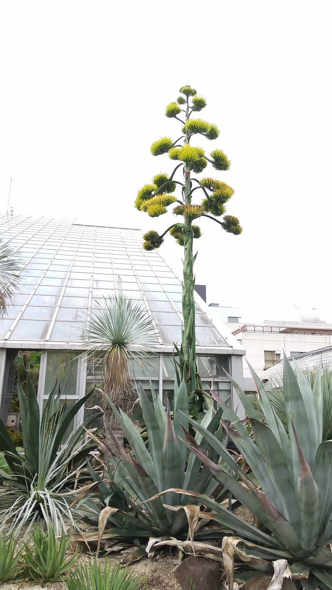 ゆうちい 1986年に筑波実験植物園にやってきたアガベ サルミアナ フェロックス 34年という月日を経て初めて開花 でも 花が終わると枯死してしまうそうです はかないですね 筑波実験植物園 アガベサルミアナフェロクス