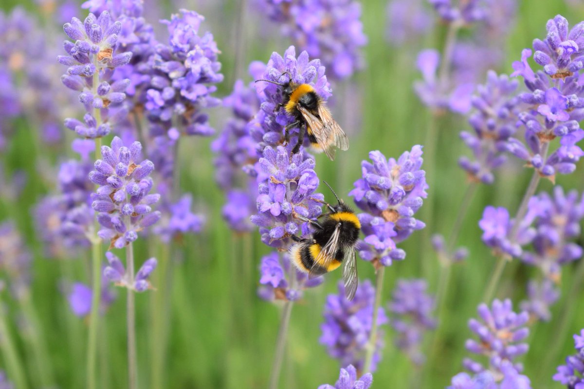 ScarthingwellGC tweet media