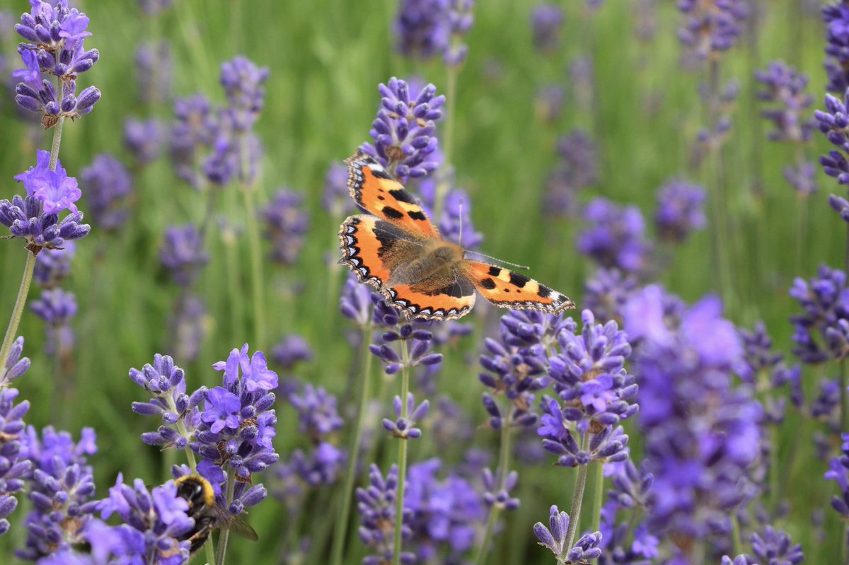 ScarthingwellGC tweet media