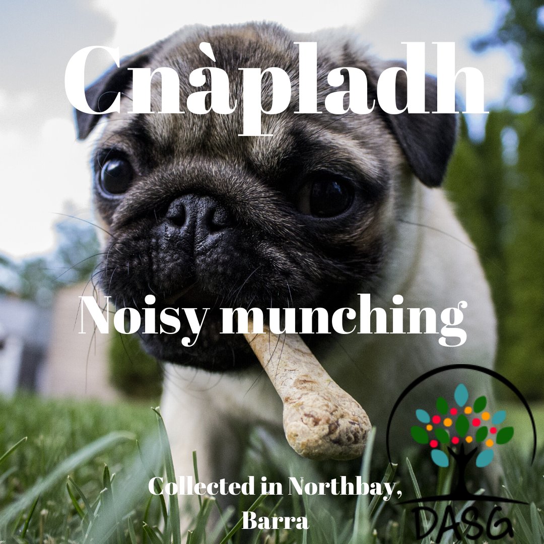 DASG_Glaschu's tweet photo. https://t.co/Vy54h41uts
#Gàidhlig #Gaelic #DASG #archive #tasglann #UofG #Archivist #ScotlandsSounds #DigitalArchive #IsMiseGàidhlig
#cnàpladh #criomag #ciomag #biadh #lòn #fuaimeach #ràpach #faramach #eating #buaireanta #annoying #loud #AmBàghaTuath #Northbay #Barraigh #Barra https://t.co/mMjii05bQr
