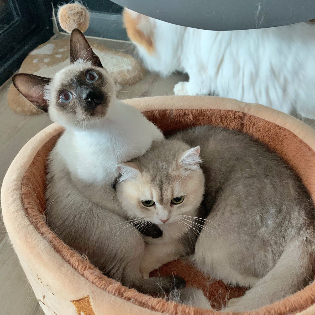 ที่จริงพวกเรารักกันนะคะ ภาพตบตีที่หลุดออกมานั่นมันการแสดงทั้งนั้น