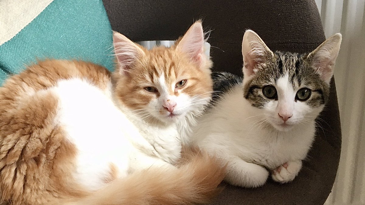 Mathematicats's tweet image. Hi everyone! 🐾🐾 We’re Alvin &amp;amp; Bert, a pair of naughty kittens (well that’s what mum says) and we’ll be tweeting about our escapades. I’m Alvin (the handsome tabby &amp;amp; white) and I’ll do most of the tweeting because Bert’s usually up to something he shouldn’t be 😸 #CatsOfTwitter