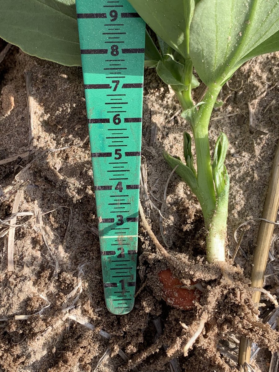 rick_rundell's tweet photo. #bendoc beans showing there strengths with respect to group C #terbyne tolerance and shallow sowing @JasonBrand https://t.co/BWMCvYDv17