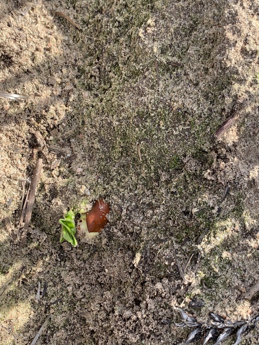 rick_rundell's tweet photo. #bendoc beans showing there strengths with respect to group C #terbyne tolerance and shallow sowing @JasonBrand https://t.co/BWMCvYDv17