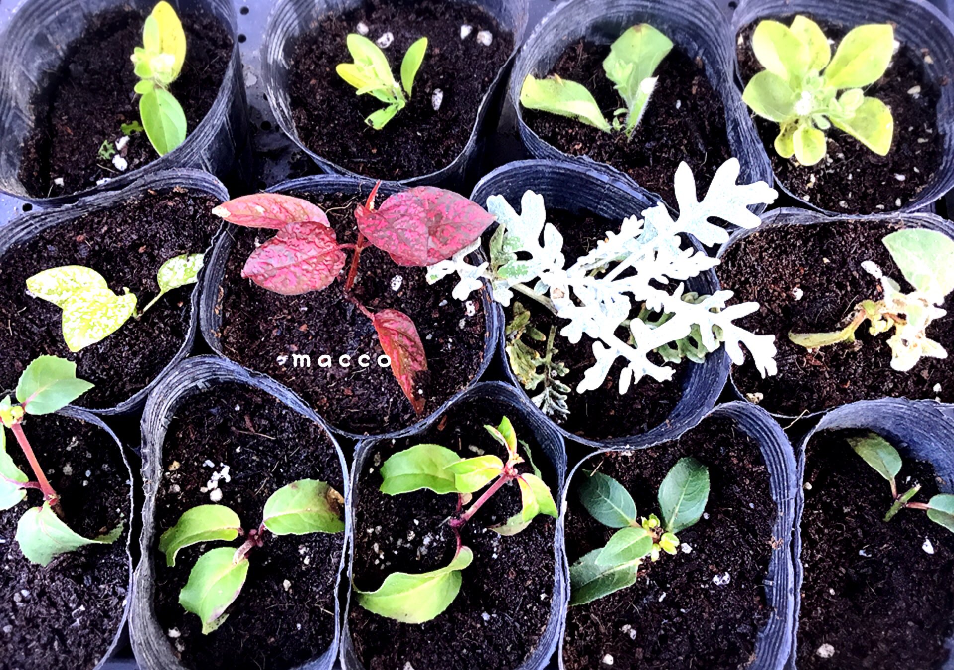 キンギョソウアールグレイ Twitter Search Twitter