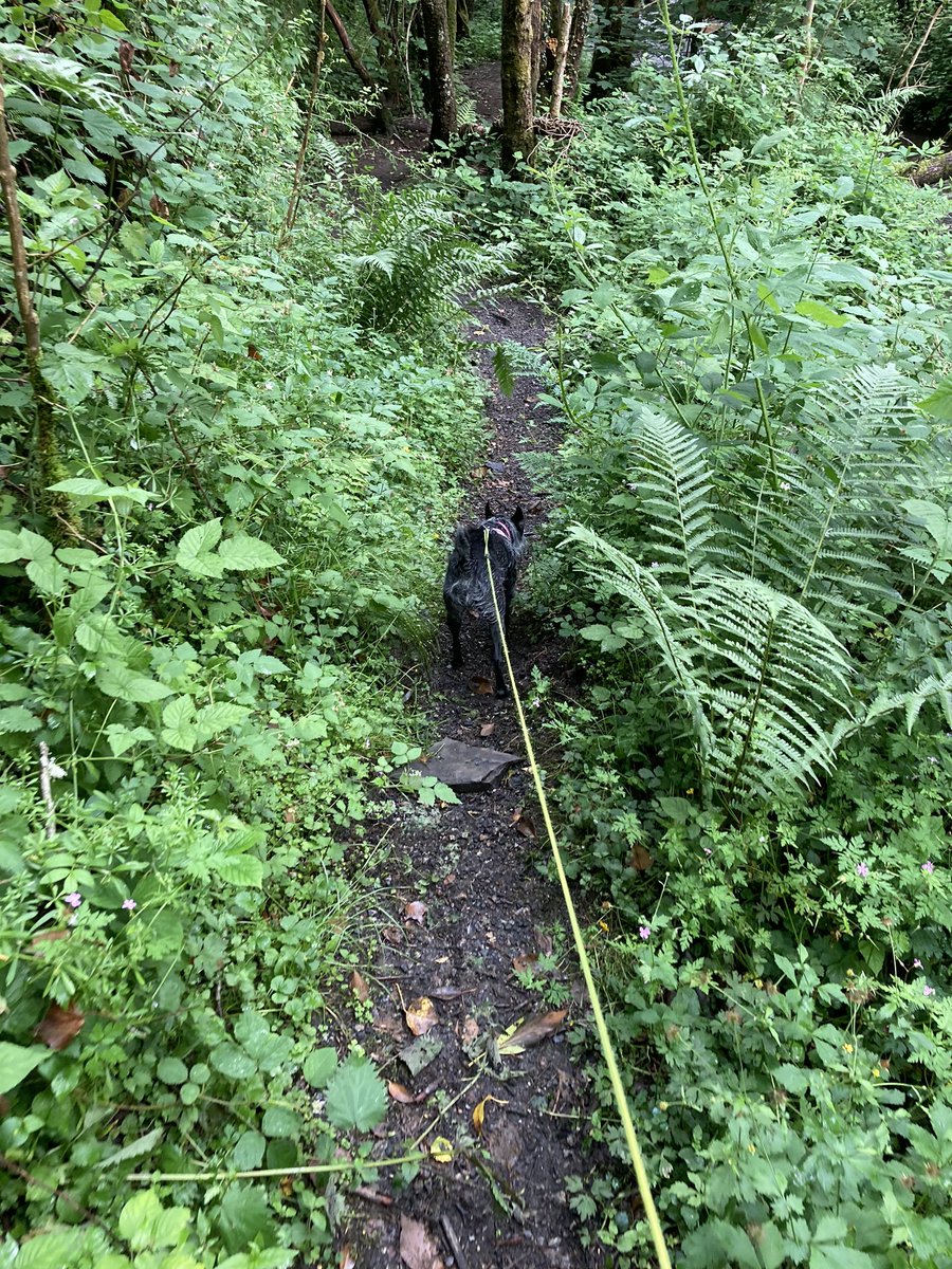 mtstride1's tweet photo. When you should be completing @spartanraceuk😢. Atleast Maddie can be a Spartan.
#spartanwalessupervirtual #maddiesaspartan https://t.co/TibBoCHETA