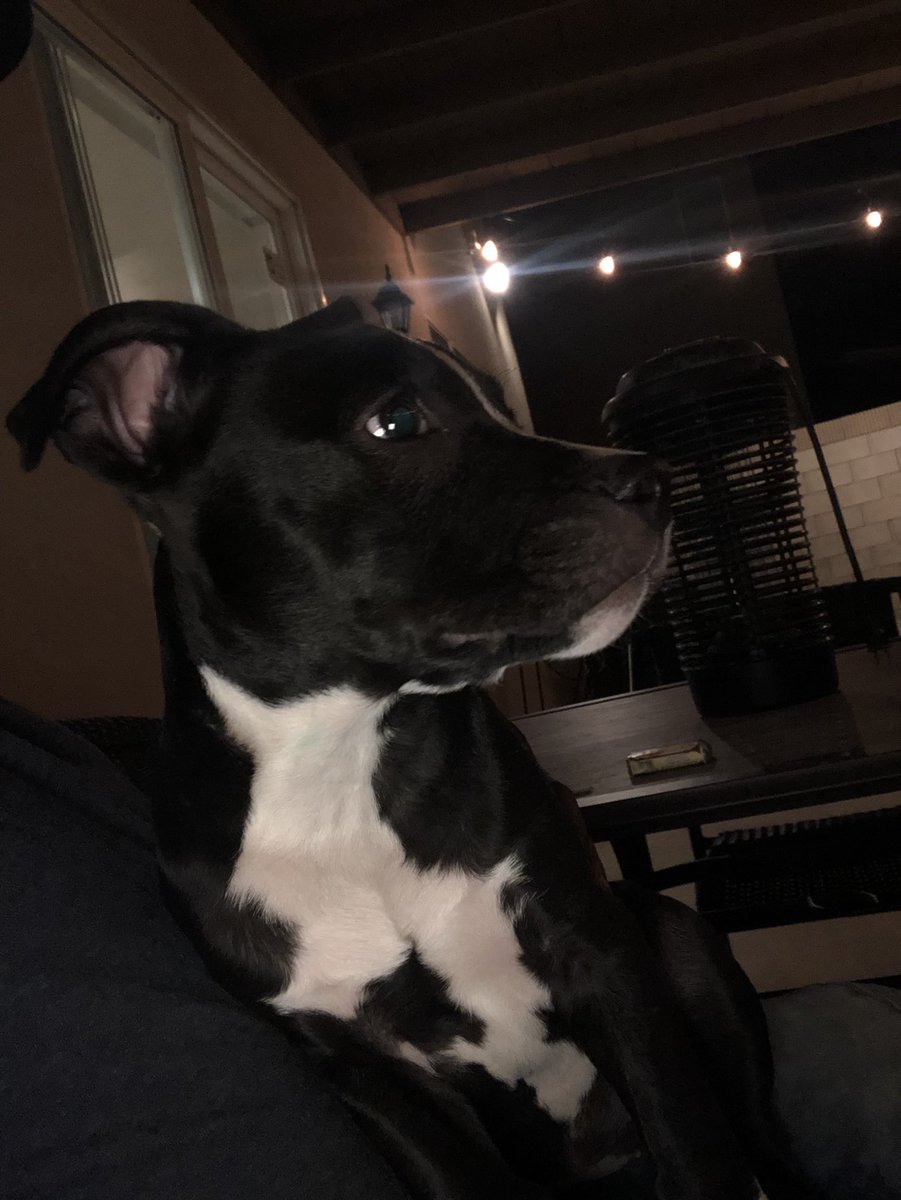 WESTLAHABIT's tweet image. Macy, 11 weeks #Pitbull #StaffieSaturday