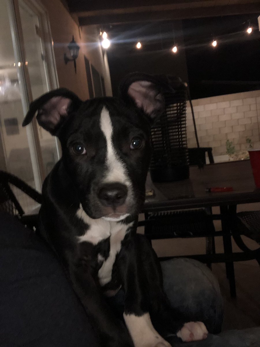 WESTLAHABIT's tweet image. Macy, 11 weeks #Pitbull #StaffieSaturday