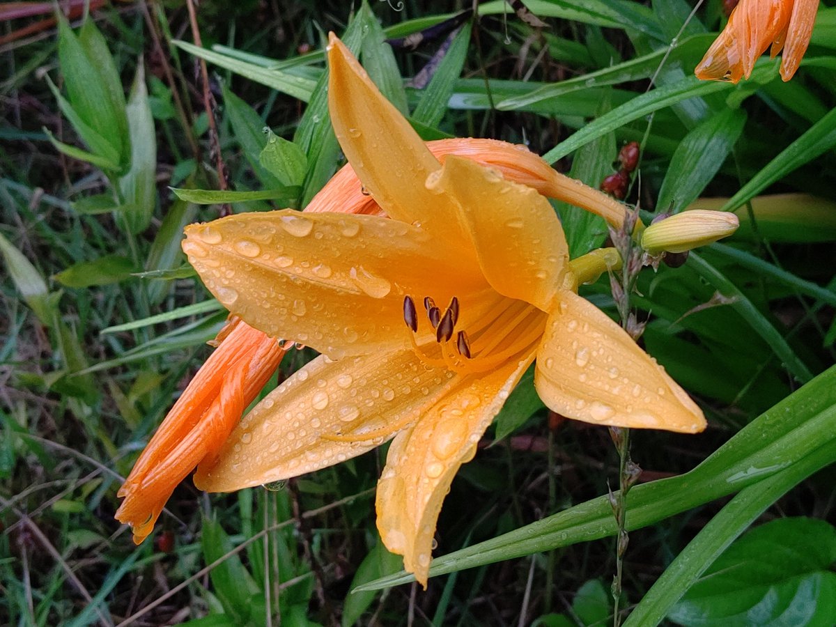 くーちゃん カンゾウ 萱草 ワスレグサ 忘れ草 ヘメロカリス Hemerocallis 雨に濡れたカンゾウ の仲間 最近は品種改良で色々な物が栽培されているので最早栽培品は名前が解りません 園芸的には属名のヘメロカリスで流通しています ちなみにカンゾウは