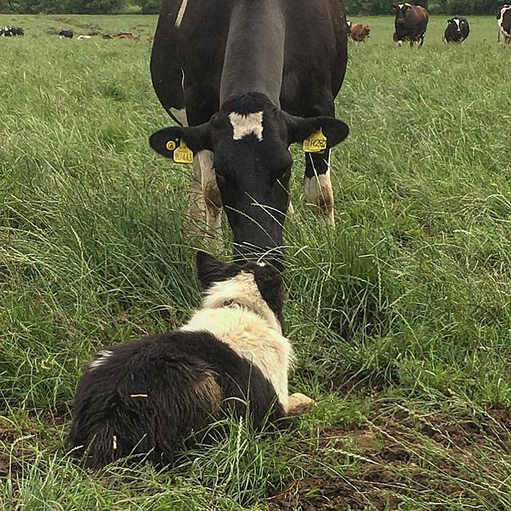 British Food Box tweet media
