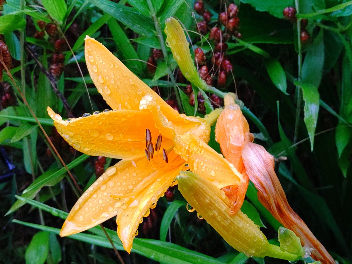 くーちゃん Pa Twitter カンゾウ 萱草 ワスレグサ 忘れ草 ヘメロカリス Hemerocallis 雨に濡れたカンゾウ の仲間 最近は品種改良で色々な物が栽培されているので最早栽培品は名前が解りません 園芸的には属名のヘメロカリスで流通しています ちなみにカンゾウは