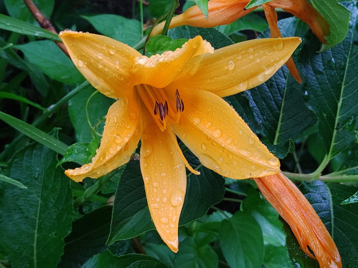 くーちゃん カンゾウ 萱草 ワスレグサ 忘れ草 ヘメロカリス Hemerocallis 雨に濡れたカンゾウ の仲間 最近は品種改良で色々な物が栽培されているので最早栽培品は名前が解りません 園芸的には属名のヘメロカリスで流通しています ちなみにカンゾウは