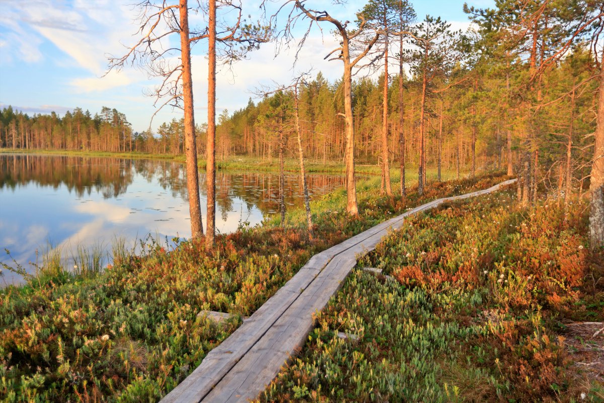 Kesä-aamun valoa.  21.6 2020 Vaala.
