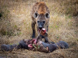 WeAreWilderness's tweet photo. Brutal and cruel but the Okavango delta takes no prisoners. An elephant calf was separated from its mother a few days prior to these hyaena finding it, it was an easy kill for these 7 spotted hyaena. By Sean vd Merwe #Mombo #botswana #olympus #omdinspired #wearewilderness https://t.co/v8L55ZloCm