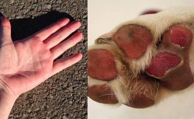 Cuando saques a tu perro 🐶 a pasear 🐕aplica la regla de los 5" ☀️ ¿Aguantas tú 5" 🤚 el calor del asfalto? 📛

A ellos les pasa igual en las almohadillas de sus patas 🐾🐾

Quizá sea el momento de sacarlo de paseo por el parque, buscando algo de sombra.
#YoSiPuedoContarlo