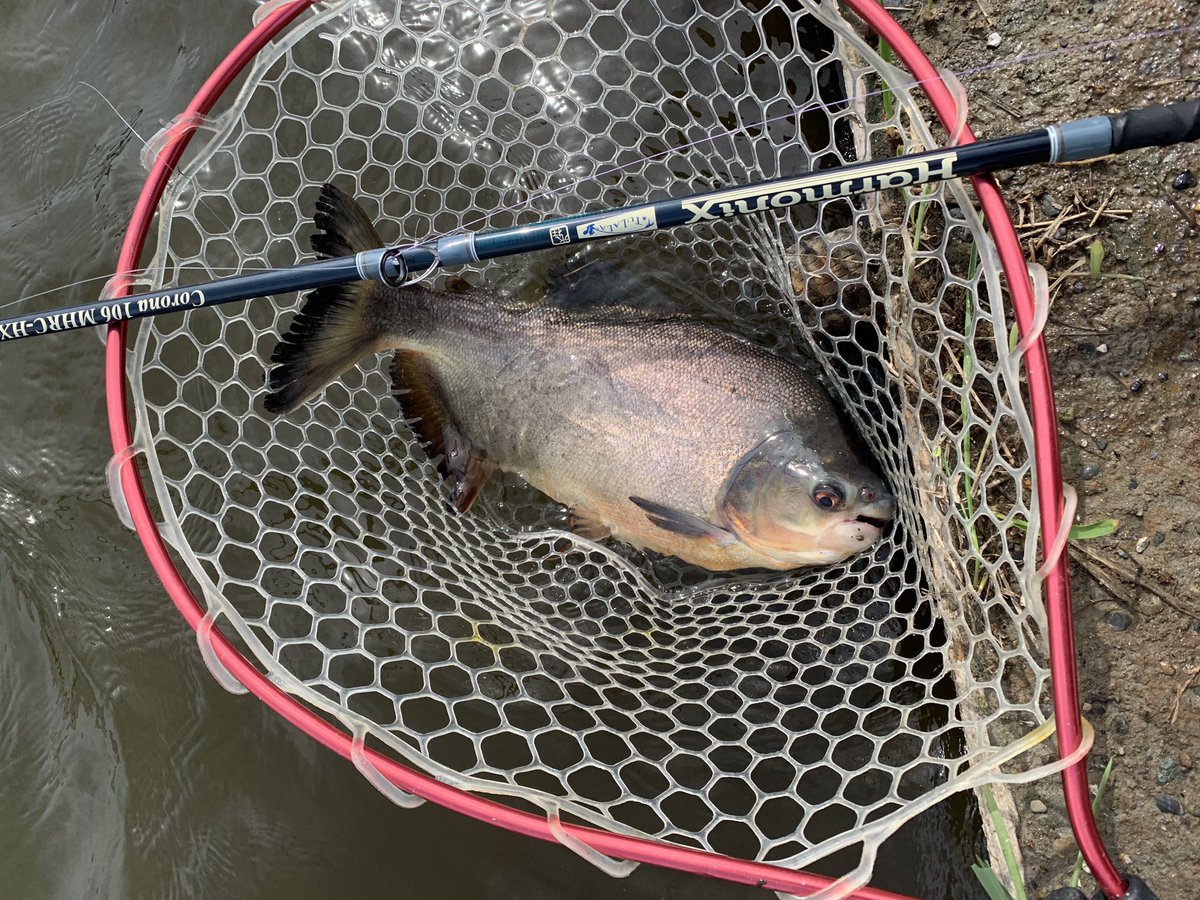 Kajinao コロソマ1匹しか釣れなかったけど大満足 浜名湖fr コロソマ Kajinaoの釣り日記 Kajinaoの魚図鑑