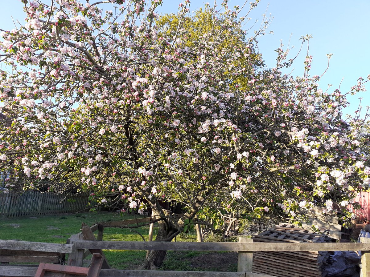 farmerDunn's tweet photo. I thought those late and keen spring frosts might have affected the Bramley apple blossom ...
👍 #lookok https://t.co/GHY8PqTsRY