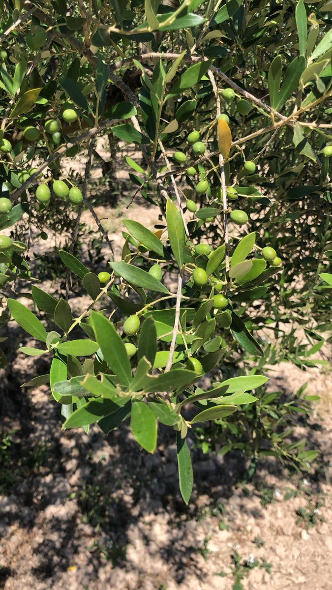 MEA_es's tweet photo. Nuestras fincas ya empiezan a sacar las primeras aceitunas. https://t.co/icqgW4fihO
