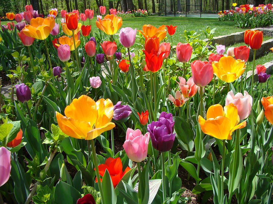 janjohnsen23's tweet photo. I am writing another book - and it is about flowers!
#flowers #gardendesign #flowerlove #janjohnsen #landscapingideas #flowergardening https://t.co/gTgOkucKPa
