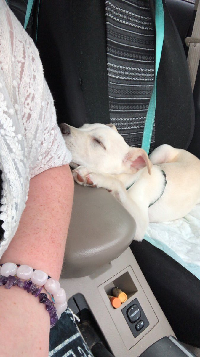 brigrish1314's tweet photo. @dog_rates here is Baymax he’s 4 months old he’s a husky pit mix and his favorite snack is ice https://t.co/Cr7jgl4lVL