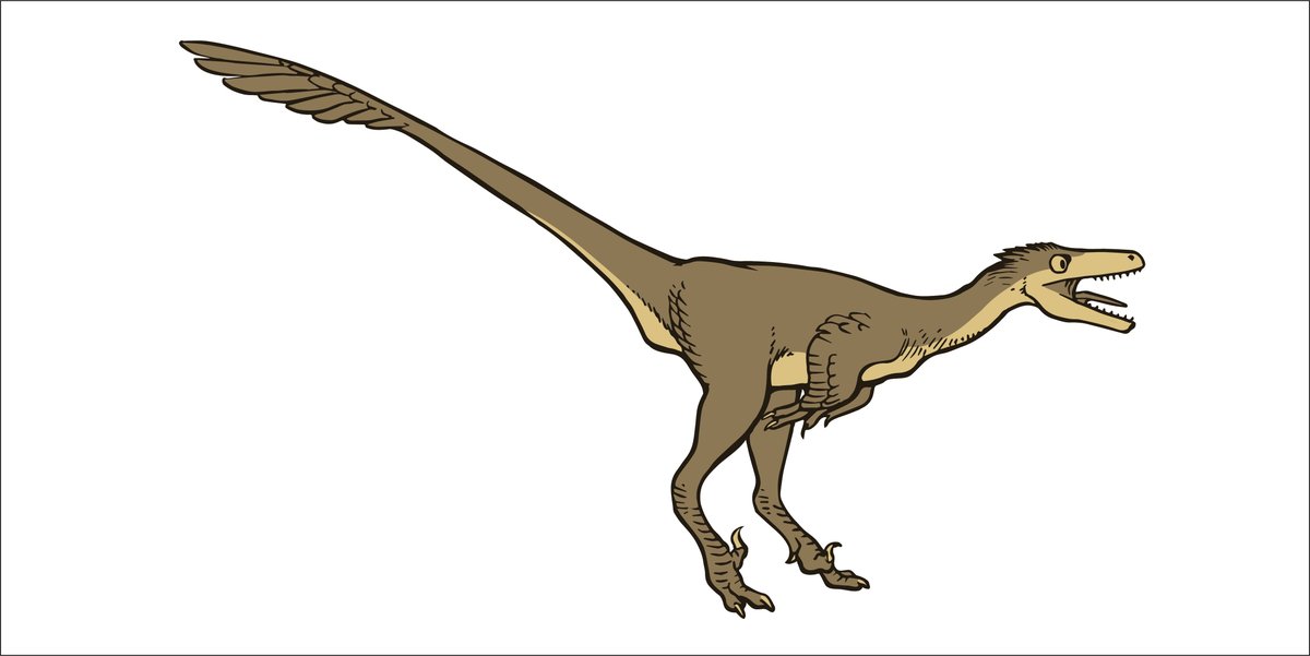 RoyalTyrrell's tweet image. The small to medium-sized feathered carnivores referred to as ‘raptors’ in Jurassic Park are actually dromaeosaurid dinosaurs. They had deadly sickle claws on their hind feet. Please tweet your dromaeosaur drawings at us! #RTMPArtChallenge #MuseumFromHome