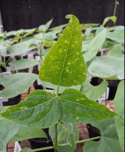The first symptoms seen with common bacterial blight are small water-soaked spots 🥰