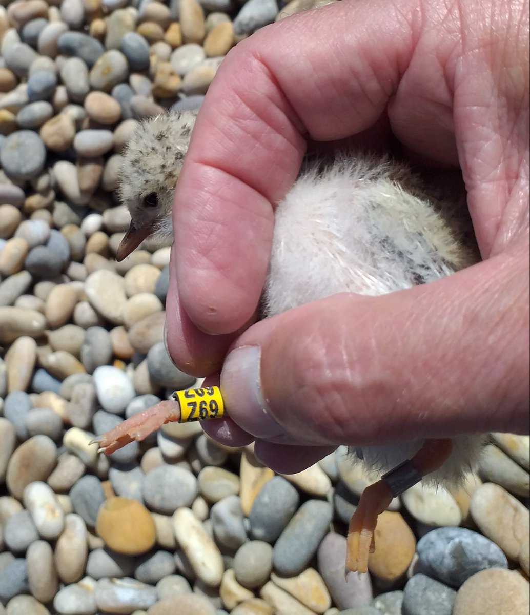 Steve Hales tweet media