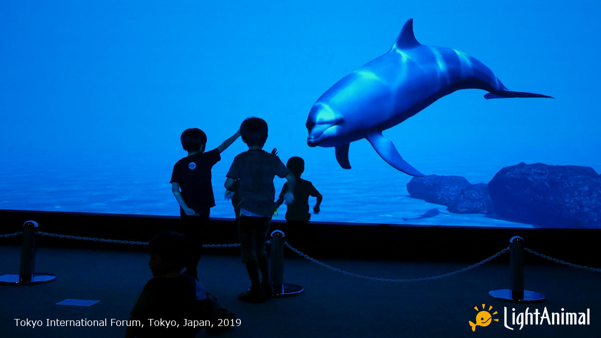 LightAnimal's tweet photo. Tokyo International Forum, Tokyo, Japan, 2019
#LightAnimal #IndoorWhaleWatching #InteractiveDolphinDisplay #IndopacificBottlenoseDolphin https://t.co/KmFJTRMWH6