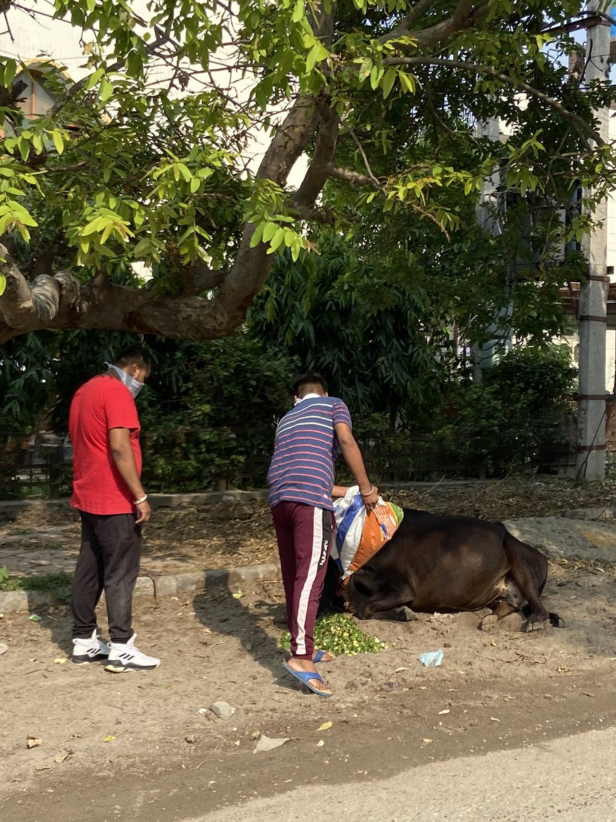 BhalaiLok's tweet photo. As an integral part of our ecosystem, it is our duty to take care of animals who are dependent on humans and hence @BhalaiLok ropar will continue the drive to feed animals and birds in and around Ropar
#humanity   #ngo  #helpothers  #animals  #hunanityfirst 
#alwaysreadyforhelp https://t.co/UbR0ukiywj
