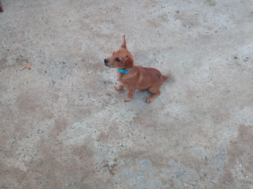 siviaromera1's tweet photo. PERRERA DE BAZA, GRANADA
FITO
Este pequeño ha entrado en perrera sabemos k no es lugar para ningún animal pero menos para un cachorro
Por favor su vida ha sido muy corta pero ya está entre cuatro paredes debatiendo su futuro incierto si no se le ayuda
Es macho
629879220
695060594 https://t.co/gFo42vz5fu