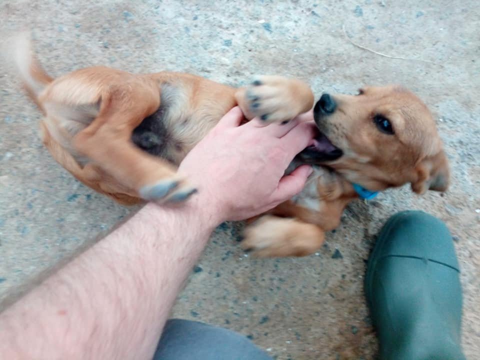 siviaromera1's tweet photo. PERRERA DE BAZA, GRANADA
FITO
Este pequeño ha entrado en perrera sabemos k no es lugar para ningún animal pero menos para un cachorro
Por favor su vida ha sido muy corta pero ya está entre cuatro paredes debatiendo su futuro incierto si no se le ayuda
Es macho
629879220
695060594 https://t.co/gFo42vz5fu