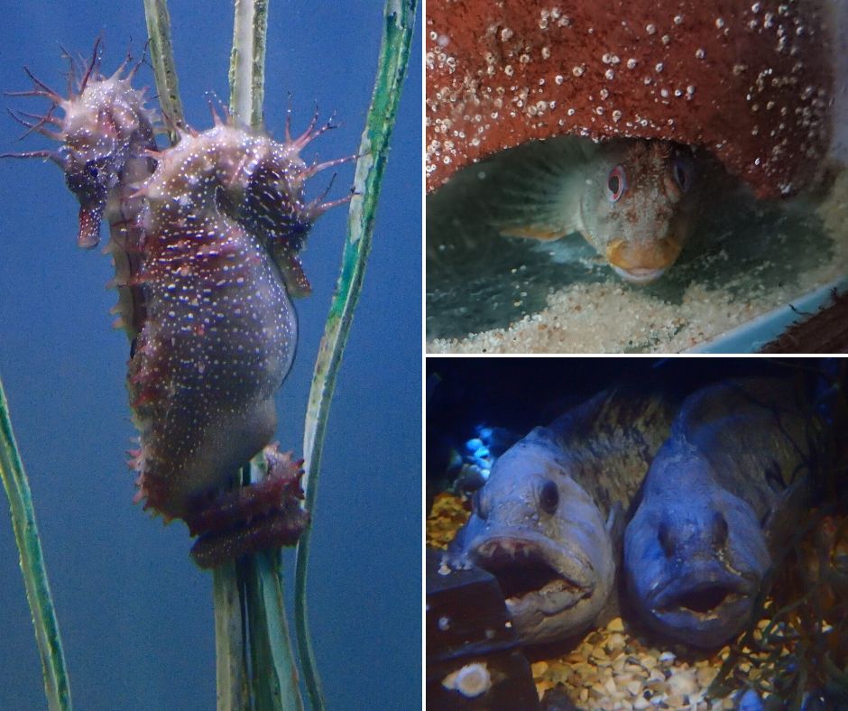 angleseyseazoo's tweet photo. Happy #FathersDay! You may well know that seahorse dads actually give birth, but they're not the only fish to be a devoted parent: Male Tompot blennies and Atlantic wolffish guard the eggs laid by the female until they hatch, and this can take several months! #FishDads https://t.co/T3FFEBIRYu