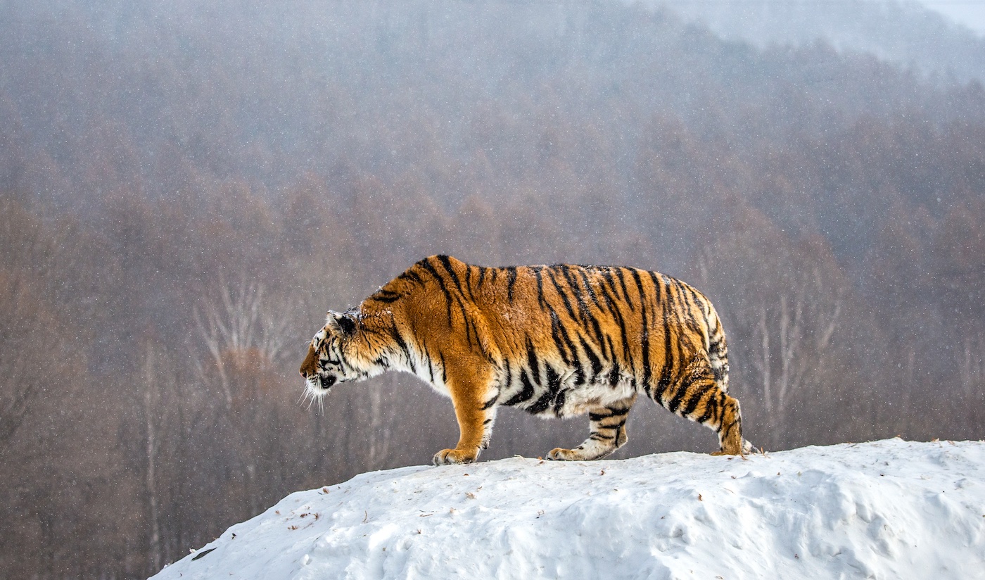 Worldatlas.com on X: Myth: Siberian tigers are the largest tiger