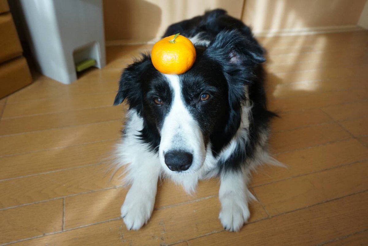 バッタ バリバリの犬派 画像は昔飼ってた犬の正月バージョン よく見るとみかんに小さい葉っぱがある 犬 できればボーダーコリーと隠居暮らしするのが夢です 早く隠居させてくれ バッタ バリバリの犬派 画像は昔飼ってた犬の正月バージョン よく見るとみかんに小さい葉っぱがある 犬 できればボーダーコリーと隠居暮らしするのが夢です 早く隠居させてくれ