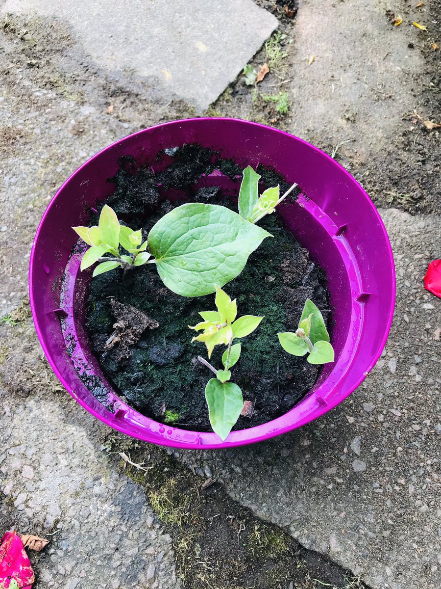 A small unexpected victory. As the world’s worst gardener I pulled up my daughter’s favourite clematis. By some fluke I’ve managed to grow 5 new ones from cuttings... thankfully she’s now forgiven me. #amateur #GardenersWorld