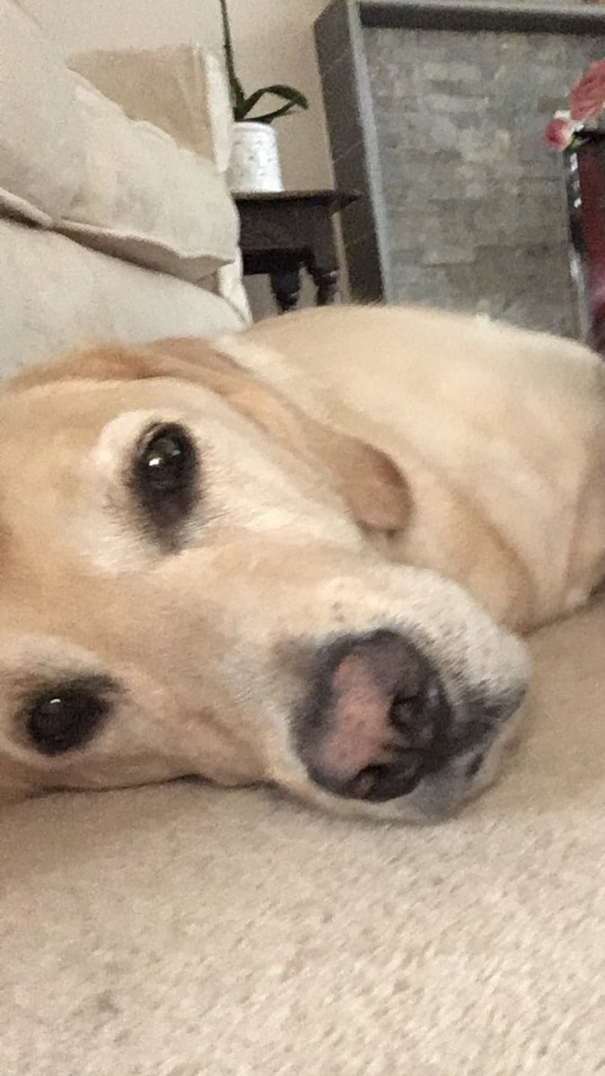 Happy Father’s Day to my dad. I’m posting a pic of his guide dog just to remind everyone that guide dogs don’t know how to socially distance so if you see a partially sighed person out and about, don’t forget to give them space