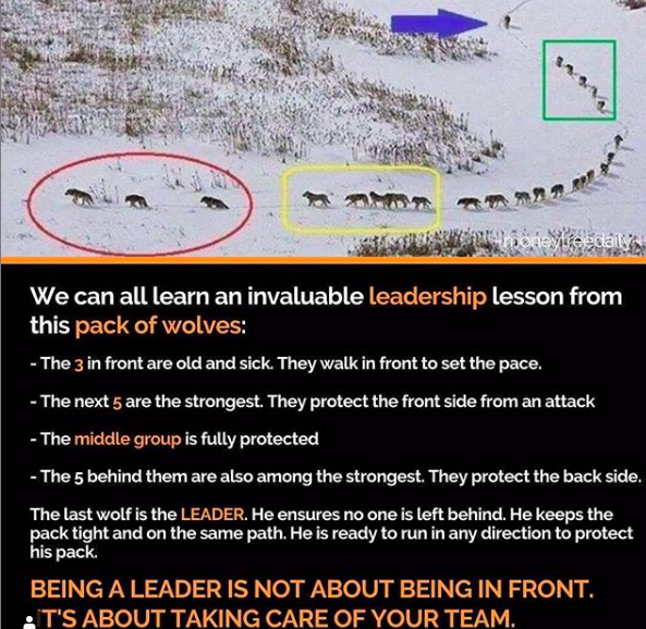 VladoBotsvadze's tweet photo. Who knew this about wolves?⁠

Comment below and share your thoughts about this post ✍🏻🔥❤️ https://t.co/FJgC8Q1PYO