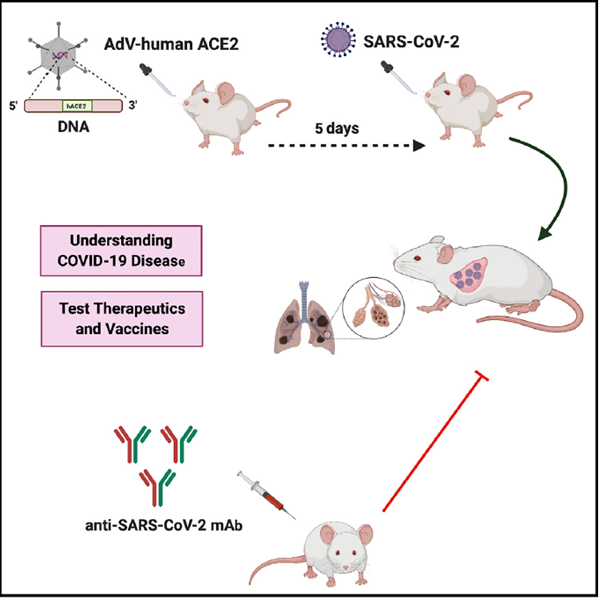 Ahmed191815's tweet photo. #A_thread_in_a_nutshell. A #SARSCoV2 infection model in mice (AdV-hACE2) demonstrates protection by neutralizing antibodies. Great collaborative work by #Diamond, @TheBcellArtist, @MJHoltzmanlab labs.
https://t.co/uf3phtzbeA #COVID19 (1/12) https://t.co/J64HpkOEEw