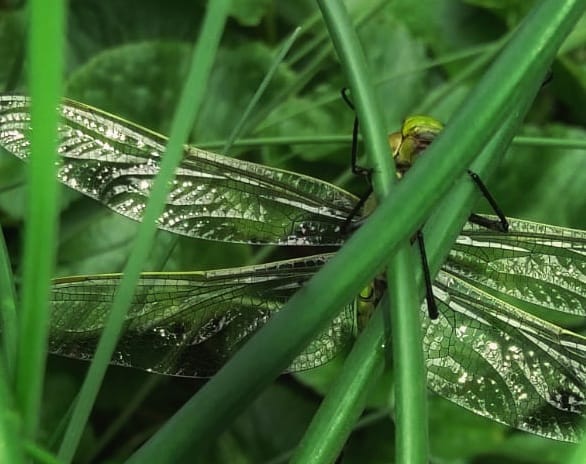 Lisa Benton tweet media