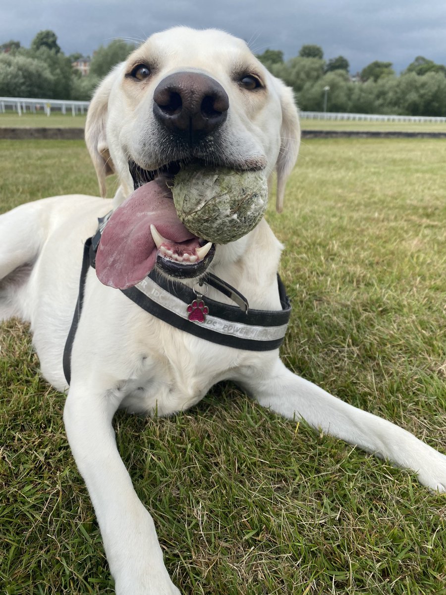 SimonGregory13's tweet photo. @DogsTrust Molly from @DT_Merseyside having a ball 😂 https://t.co/HemOnqKW6m