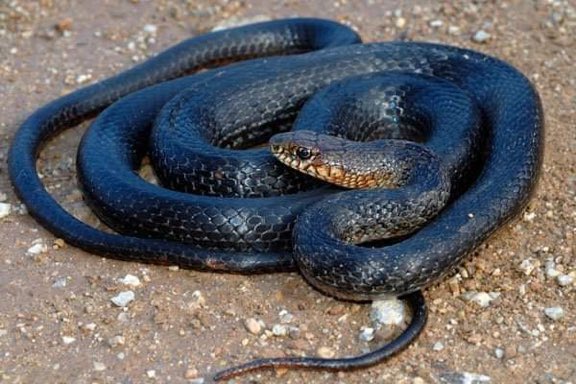 Merhaba ben karayılan.Beni öldürmeyin, yollarda arabanız ile üstümden geçmeye çalışmayın. Türkiye’nin en büyük yılanlarından biriyim ve zehirsizim. Kertenkele ve küçük yılanlarla beslenirim. Nüfus kontrol memuru gibiyim, ekolojik dengeyi korumaktır işim. İnsanlardan kaçarım.