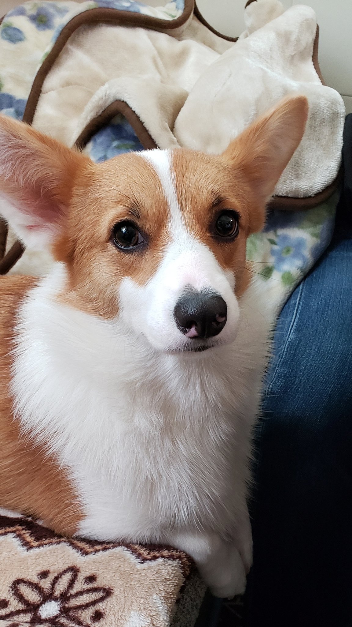 あんず Apricot Corgi Twitter