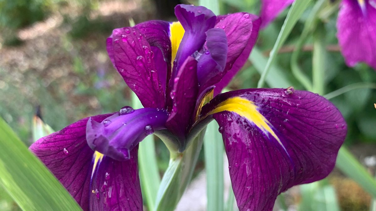Happy Father's Day with Iris laevigata #iris #fathersday2020 #bordehillgarden