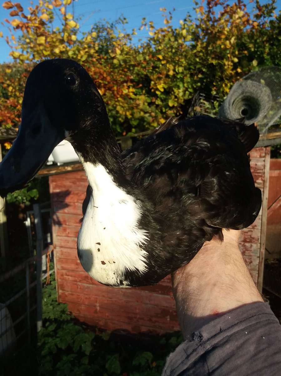 RBST_Caledonian's tweet photo. Day 4 #RBST Breed Focus @ScotlandRHShow 2020

Ducks: Shetland
#RBSTWatchlist Status: Priority Breed

A hardy little breed being a little larger than a mallard.
They are active foragers &amp; prolific layers giving a good sized egg.

#GoNative
#NativeBreeds
1/2 https://t.co/2I0EFzCXnp