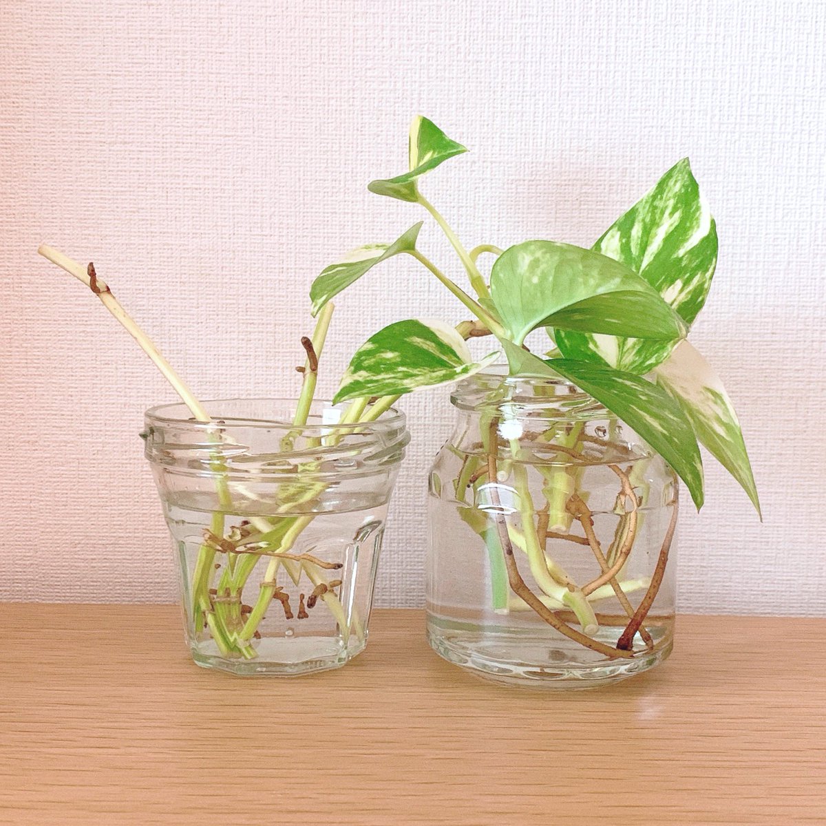 Mipo Twitterren 7月14日 約1カ月後のポトス 節だけだった古株の茎のあちらこちらから葉が出てきた 水に浸した茎からも新芽の気配 ポトスの生命力の強さ