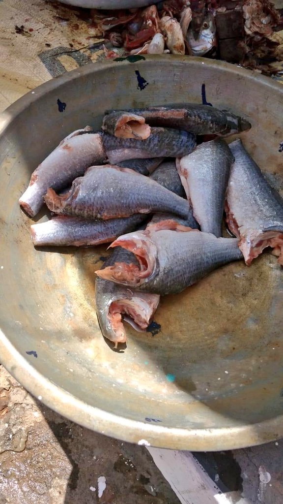 Once home it gets cleaned and marinated for yummy fish curry..